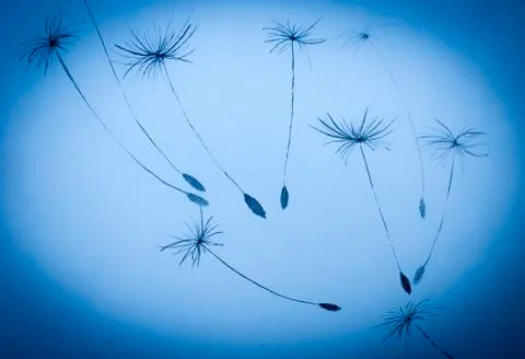 Dandelion seeds Stock Illustration