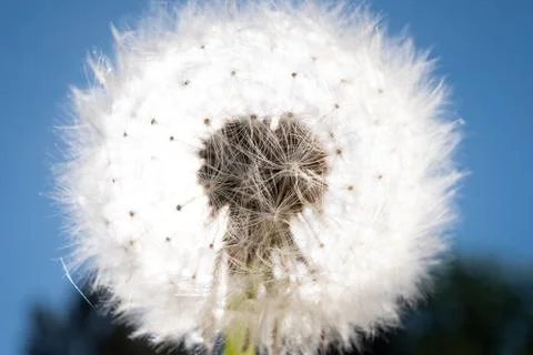 Dandelion with seeds with light. Close up view Stock Photos