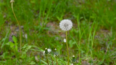 Dandelion with seeds. Macro close-up. Blurred natural green spring background Stock Footage 274647883