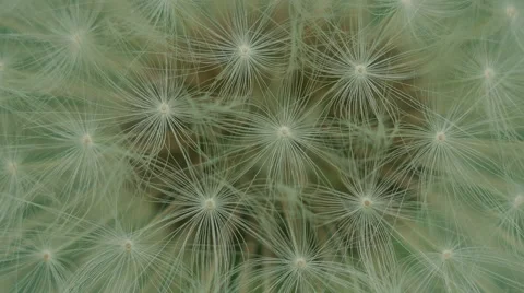 Dandelion seeds, macro Stock Footage 52315246