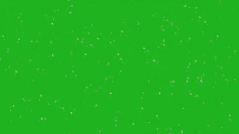 Dandelion seeds motion graphics with green screen background Stock Footage 200818332