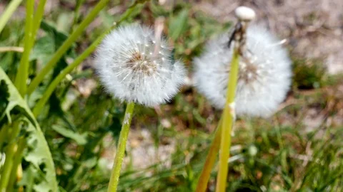 Dandelion seeds moving in the wind Stock Footage 89713335