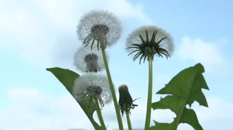 Dandelion seeds opens against cloudy sky. Timelapse Video stock 55041766