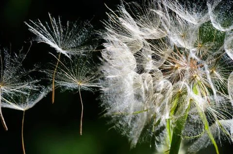 Dandelion seeds Stock-Fotos