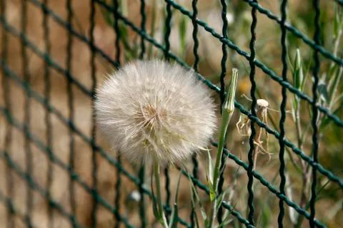 Dandelion seeds Foto stock