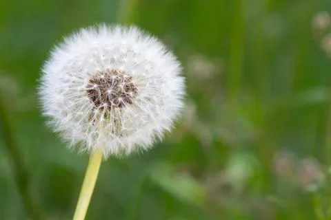 Dandelion seeds Stock Photos