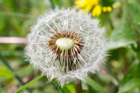 Dandelion seeds Stock Photos