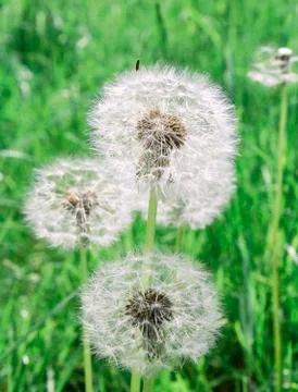 Dandelion seeds Stock Photos