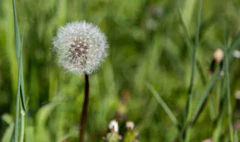 Dandelion with Seeds Foto stock