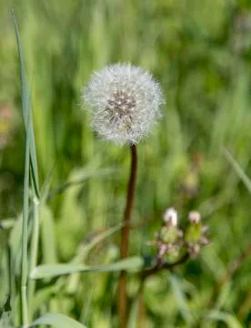 Dandelion with Seeds Stock Photos