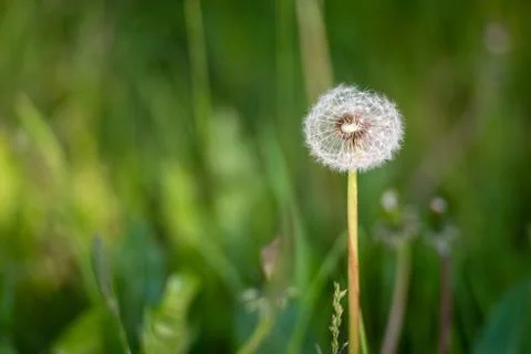 Dandelion seeds Stock Photos