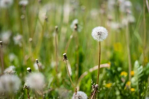 Dandelion seeds Stock Photos