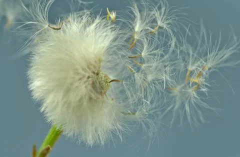 Dandelion seeds Фото