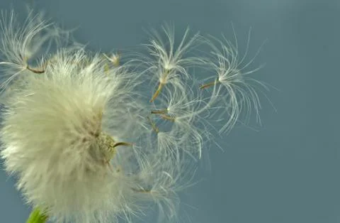 Dandelion seeds Stock Photos