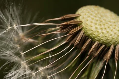 Dandelion with seeds Stock Photos
