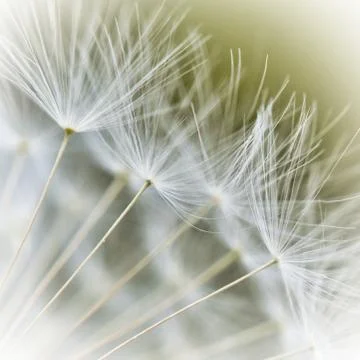 Dandelion seeds Stock Photos