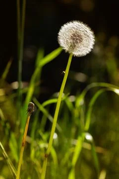 Dandelion Seeds Фото