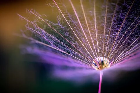 Dandelion Seeds Stock Photos