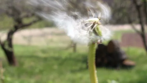Dandelion seeds scatter in the wind. A young woman blows on a dandelion and its Stock Footage 146363077