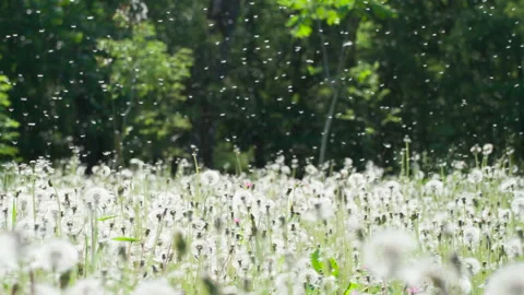 Dandelion Seeds Spread by Wind HD Pro Stock Footage 141934762