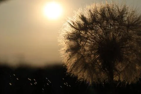 Dandelion seeds in sun backlight. Macro seed Stock-Fotos