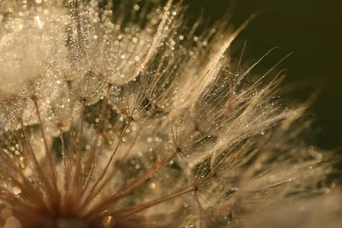 Dandelion seeds in sun backlight. Macro seed Stock Photos