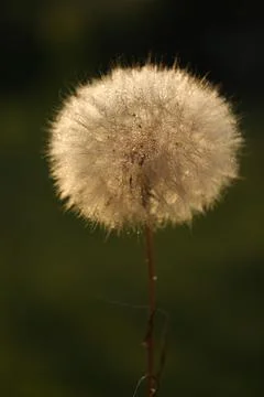 Dandelion seeds in sun backlight. Macro seed Foto stock