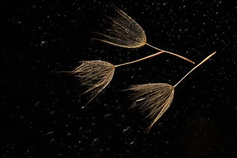 Dandelion seeds in sun backlight. Macro seed Stock Photos