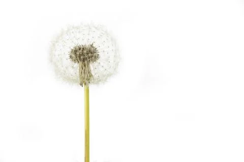Dandelion seeds on white background Stock Photos