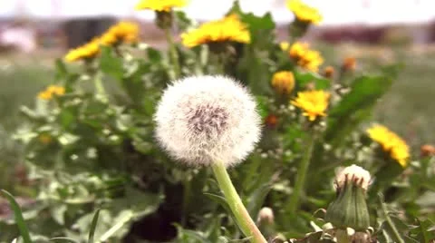 Dandelion seeds in the wind Video stock 10917145