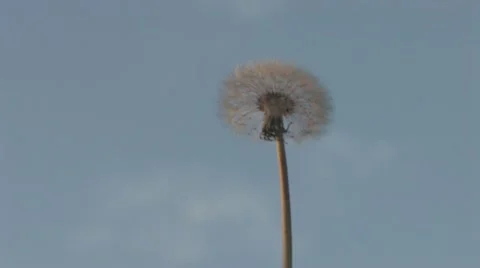 Dandelion seeds in the wind Stock Footage 12330696