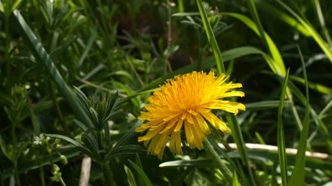 Dandelion in the shade 스톡 동영상 185060493