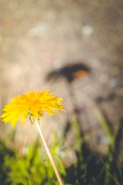 Dandelion with shadow Foto stock