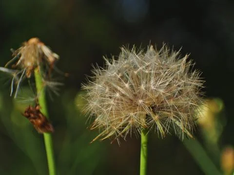 Dandelion shining in the dark 写真素材