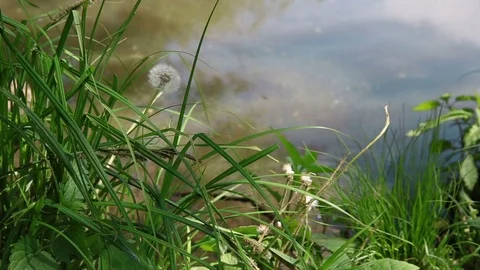 Dandelion on the shore Stock Footage 76126920