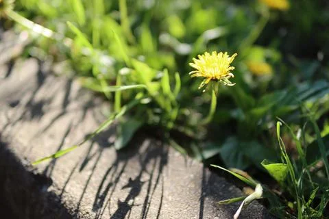 Dandelion on the side of the road Stock Photos