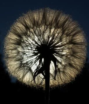 Dandelion silhouette Stock Photos