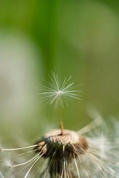 Dandelion with single fluff seed Stock Photos