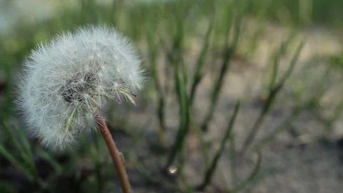 Dandelion  singled out in a field of grass Stock Footage 93781220