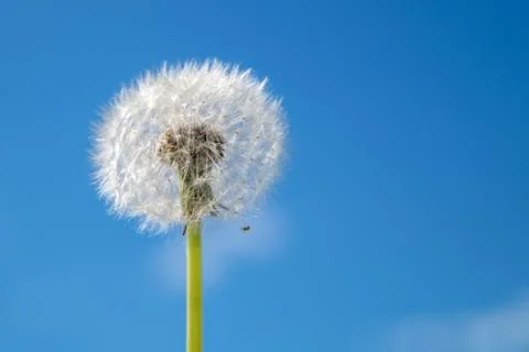 Dandelion on sky background Stock Photos