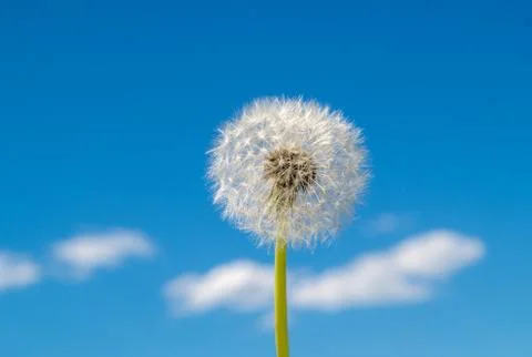 Dandelion on sky background Stock-Fotos
