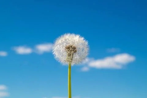 Dandelion on sky background Stock Photos
