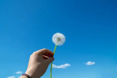 Dandelion on sky background Stock-Fotos