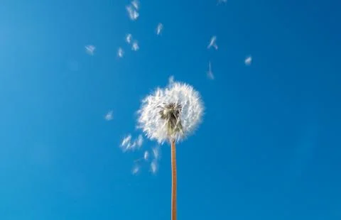 Dandelion on sky background Stock Photos