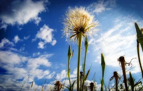 Dandelion in the sky, Stock Photos