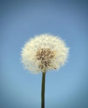 Dandelion on the Sky Stock-Fotos