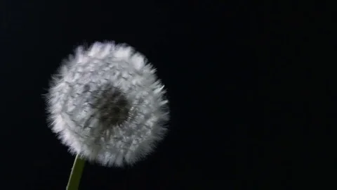 Dandelion Slow Motion Blowing in the Wind on Black Stock-Footage 73304418