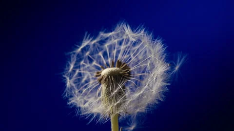 Dandelion Slow Motion Blowing In The Wind Stock Footage 254198598