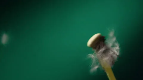 Dandelion Slow Motion Blowing In The Wind Stock Footage 254198758
