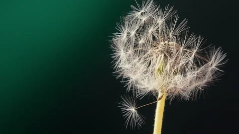 Dandelion Slow Motion Blowing In The Wind Stock Footage 254198934